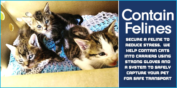 cat sits in box for pet comfort to await vet transport by AmbuVet NYC