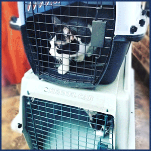 cat sits in crate or oxygen chamber. our systemic approach has proven successful to safely and compassionately calm cats by crate or other method for their comfort. cats in distress do best contained while they are transported by AmbuVet NYC. Our staff will supply the labor and contain the felines on your behalf if you are unable to safely do so.