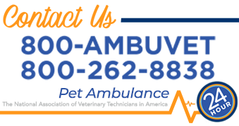ambuvet is open 24 hours seven days a week for calls or email service prior to pick up. details like breed and vaccination records will be requested prior to service. please have documents ready in case of emergency and call or email 911 @ ambuvet.com to schedule a telehealth video meeting with your pet or call a trusted partner vet clinic ahead of our visit to ensure the team is ready to receive your pet. ambuvet techs will facilitate this process