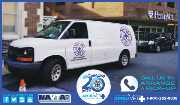 ambuvet Transport service of emergency or non emergency interhospital animal transfer, Open 24 Hours. serving the tri-state area with CDC compliant vehicles. Our staff are handshake free at this time 1-800-262-8838. Certified Vetenarian Technicians with regular USDA training and certification for safe pet travel in our fleet of pet ambulance trasnport vehicles or airline pet boarding and travel