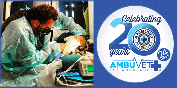 Pet ambulance photos of vehicles and animals rescued with medical assistance by ambuvet vet tech drivers, testimonial photos