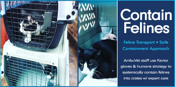 cat sits in box for pet comfort to await vet transport by AmbuVet NYC