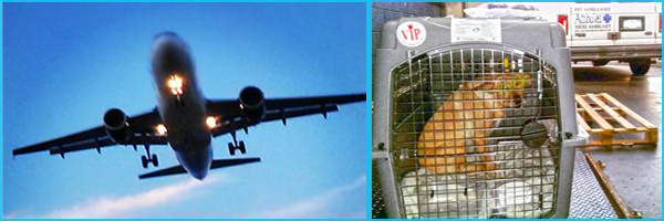 Airline Animal Transport by Ambuvet United States, America animal transport