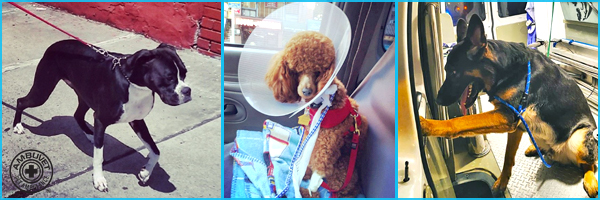 Animal Move & Relocation Service List Ambuvet Tri-State Area